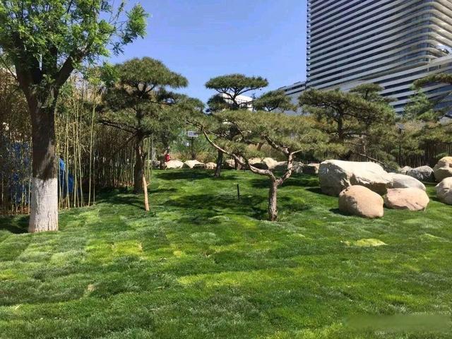 推動綠地開放共享 河北去年新建成口袋公園166個