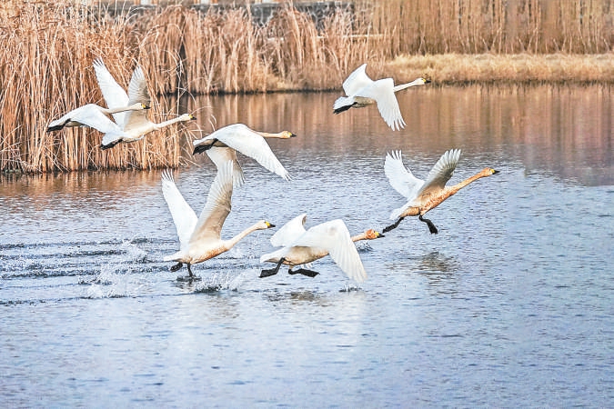 北京密云：為水鳥構(gòu)建27萬平方米棲息生境