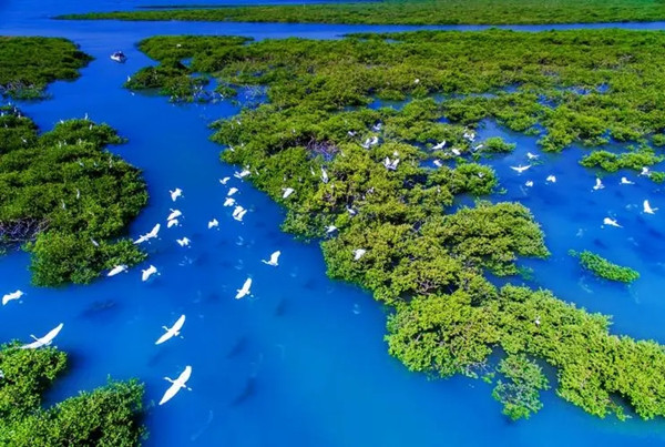 濕地保護修復(fù),描繪美麗中國畫卷