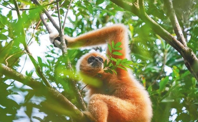 海南熱帶雨林國(guó)家公園4項(xiàng)專項(xiàng)規(guī)劃通過(guò)評(píng)審