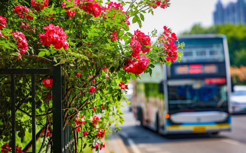 綠化彩化行動(dòng)將北京打造成濃蔭繁花的畫(huà)卷