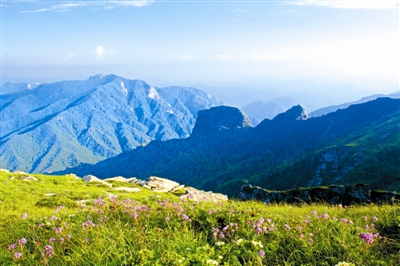 我國珍稀瀕危野生動植物種群穩步增長