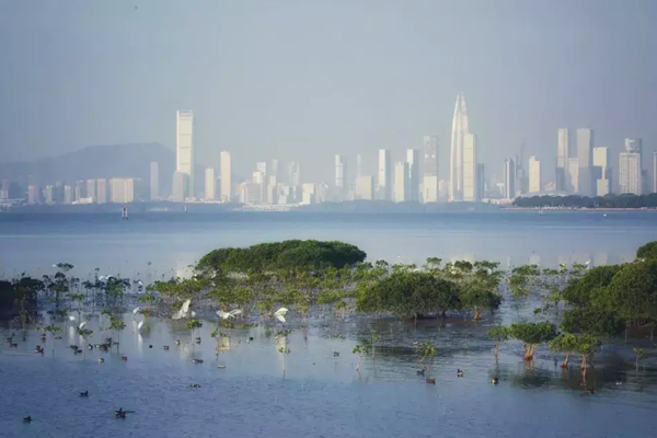 深圳：超大型城市也能留足生態(tài)空間