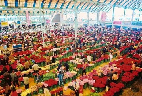 斗南花海，浪漫了多少時光