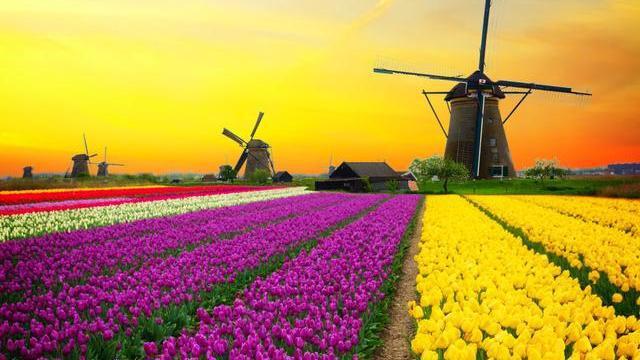 《2023國(guó)際花卉統(tǒng)計(jì)數(shù)據(jù)分析報(bào)告》發(fā)布