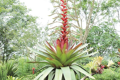 成都世園會呈現沉浸式欣賞園藝的視覺盛宴