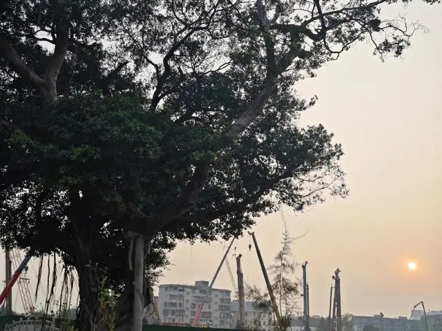 廣州黃埔：改造舊村同時保護古樹