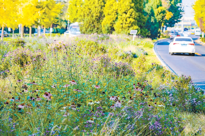 北京朝陽建設兩處“野生花園”