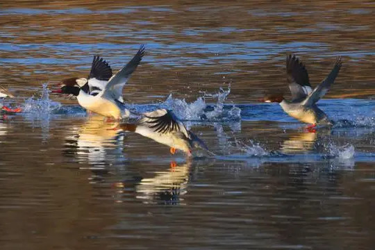 北京獲評“生物多樣性魅力城市”