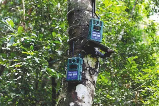 楊銳:科技賦能國家公園高質量建設