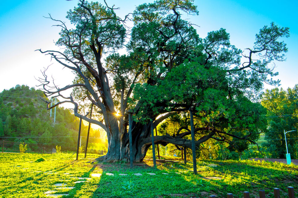 北京市園林綠化局：讓古樹名木“成網紅”