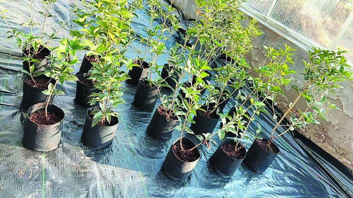 合肥花卉產業進軍歐洲