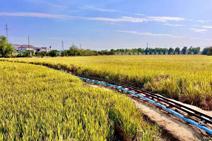 華中首個“水稻公園”雛形初現