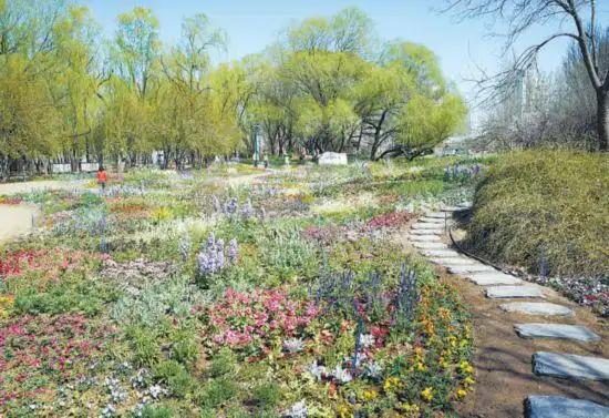 北京海淀“莫奈花園”回歸 今年風景更“出片”