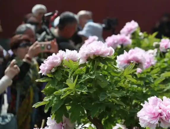 北京：“十大場景”打造假日游園新體驗