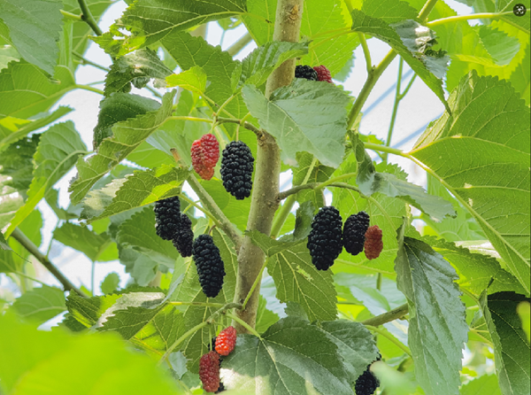 海淀桑葚，釀著屬于中國人的千年甜意
