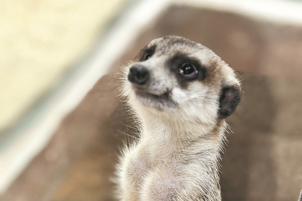 合肥:把博物館搬進公園里